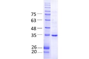 SDS-PAGE (SDS) image for Glycerol-3-Phosphate Dehydrogenase 1 (Soluble) (GPD1) (AA 1-349) protein (Strep Tag) (ABIN3132955)