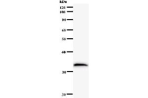 Western Blotting (WB) image for anti-MOB Kinase Activator 2 (MOB2) antibody (ABIN931152) (MOB2 Antikörper)