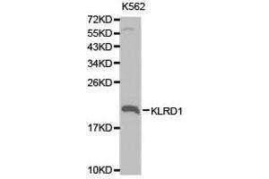 Western Blotting (WB) image for anti-Killer Cell Lectin-Like Receptor Subfamily D, Member 1 (KLRD1) antibody (ABIN1873452)