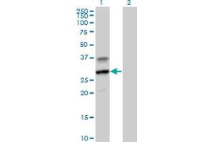 Western Blot analysis of GZMH expression in transfected 293T cell line by GZMH MaxPab polyclonal antibody. (GZMH Antikörper  (AA 1-246))