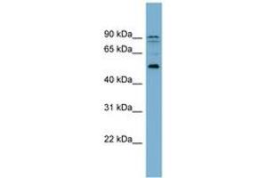 Image no. 1 for anti-Zinc Finger Protein 662 (ZNF662) (AA 215-264) antibody (ABIN6743575) (ZNF662 Antikörper  (AA 215-264))