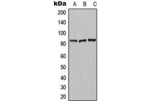 Western blot analysis of Carboxypeptidase N 2 expression in MCF7 (A), HeLa (B), Raw264. (CPN2 Antikörper  (C-Term))