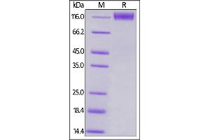 Human CD96, Mouse IgG2a Fc Tag, low endotoxin on  under reducing (R) condition. (CD96 Protein (CD96) (AA 22-503) (Fc Tag))
