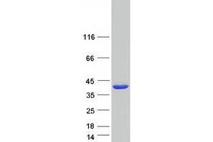 Western Blotting (WB) image for Methylenetetrahydrofolate Dehydrogenase (NADP+ Dependent) 2-Like (MTHFD2L) protein (Myc-DYKDDDDK Tag) (ABIN2726509)