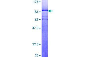 Image no. 1 for YY1 Transcription Factor (YY1) (AA 1-414) protein (GST tag) (ABIN1325559) (YY1 Protein (AA 1-414) (GST tag))