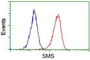 Image no. 1 for anti-Spermine Synthase, SMS (SMS) antibody (ABIN1501094) (SMS Antikörper)