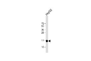 Anti-MGST1 Antibody (Center) at 1:4000 dilution + HepG2 whole cell lysate Lysates/proteins at 20 μg per lane. (MGST1 Antikörper  (AA 40-71))