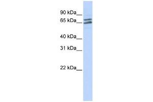 PAPOLG antibody used at 1 ug/ml to detect target protein. (PAPOLG Antikörper)