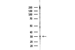 Western blot analysis of lysates from HepG2 cells(starvation,24h treatment), using OR13J1 Antibody at 1/1000 dilution.