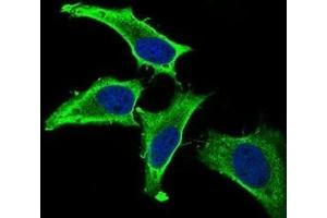 Immunofluorescence analysis of Hela cells using MEF2A mouse mAb (green).