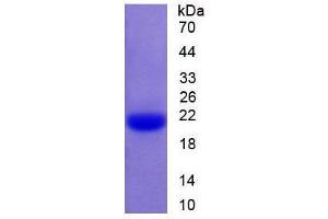 Image no. 1 for Caspase 1 (CASP1) (AA 119-296) (Active) protein (His tag) (ABIN6239879)