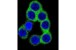 Immunofluorescence (IF) image for anti-Ephrin B2 (EFNB2) antibody (ABIN2996297) (Ephrin B2 Antikörper)
