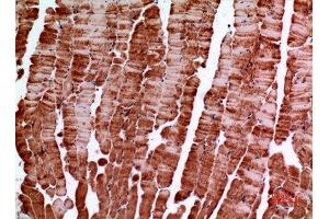 Immunohistochemistry (IHC) analysis of paraffin-embedded Mouse Muscle, antibody was diluted at 1:100. (Amphiphysin Antikörper  (C-Term))
