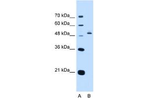 WB Suggested Anti-PAX8 Antibody Titration:  0.