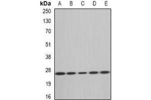 Western blot analysis of MsrA expression in HT29 (A), Hela (B), mouse heart (C), rat kidney (D), rat liver (E) whole cell lysates.
