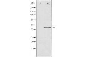 Western blot analysis of extracts from HepG2 cells, using TGF beta Antibody. (TGFB1 Antikörper  (C-Term))