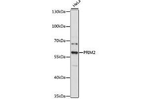 Western blot analysis of extracts of HeLa cells, using PRIM2 antibody (ABIN4904852) at 1:3000 dilution. (PRIM2 Antikörper)