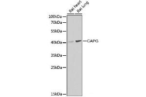 Western blot analysis of extracts of various cell lines using CAPG Polyclonal Antibody at dilution of 1:1000. (CAPG Antikörper)