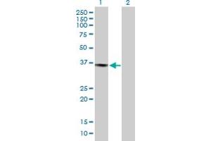Western Blot analysis of PRPF40A expression in transfected 293T cell line by PRPF40A MaxPab polyclonal antibody. (PRPF40A Antikörper  (AA 1-215))