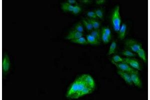 Immunofluorescent analysis of Hela cells using ABIN7162911 at dilution of 1:100 and Alexa Fluor 488-congugated AffiniPure Goat Anti-Rabbit IgG(H+L) (PER3 Antikörper  (AA 1-131))