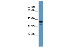 CD200R1 antibody used at 0. (CD200R1 Antikörper  (N-Term))