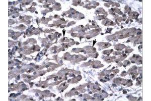 Image no. 1 for anti-PRKC, Apoptosis, WT1, Regulator (PAWR) (AA 166-215) antibody (ABIN6735796) (PAWR Antikörper  (AA 166-215))