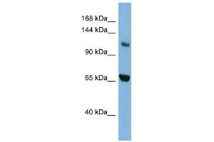Myosin Ie antibody used at 1 ug/ml to detect target protein. (MYO1E Antikörper  (Middle Region))