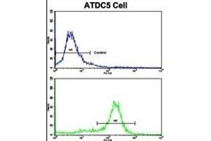 Flow cytometric analysis of ATDC5 cells using MSRB2 Antibody (Center)(bottom histogram) compared to a negative control cell (top histogram). (MSRB2 Antikörper  (AA 44-73))