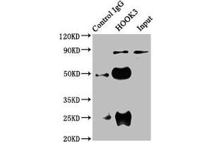 Immunoprecipitating HOOK3 in 293 whole cell lysate Lane 1: Rabbit control IgG instead of ABIN7165641 in 293 whole cell lysate. (HOOK3 Antikörper  (AA 357-455))