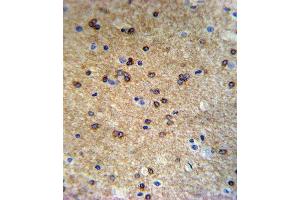 ATP7B Antibody (C-term) (ABIN390398 and ABIN2840790) IHC analysis in formalin fixed and paraffin embedded mouse brain tissue followed by peroxidase conjugation of the secondary antibody and DAB staining.