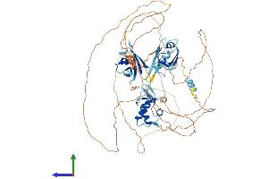 Protein Structure (PS) image for Dishevelled, Dsh Homolog 3 (Drosophila) (DVL3) (AA 1-716) protein (His tag) (ABIN7547218)