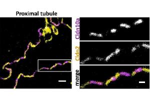 Representative STED image of the TJ in mouse proximal tubule immunostained for Cldn2 (yellow; 2nd-Atto647N) and Cldn10a (magenta; 2nd-AF594). (CLDN10 Antikörper  (C-Term))