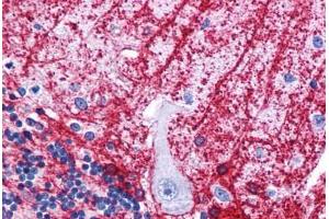Human Brain, Cerebellum: Formalin-Fixed, Paraffin-Embedded (FFPE) (SIPA1L3 Antikörper  (N-Term))