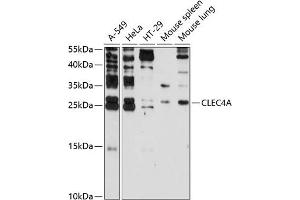 Western blot analysis of extracts of various cell lines, using CLEC4A antibody (ABIN3016506, ABIN3016507, ABIN3016508 and ABIN6219767) at 1:3000 dilution. (CLEC4A Antikörper  (AA 70-237))