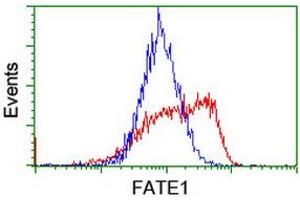 Image no. 2 for anti-Fetal and Adult Testis Expressed 1 (FATE1) antibody (ABIN1498221) (FATE1 Antikörper)