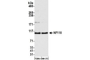 Western Blotting (WB) image for anti-Interleukin enhancer-binding factor 3 (ILF3) (AA 456-506) antibody (ABIN7453567) (Interleukin enhancer-binding factor 3 (ILF3) (AA 456-506) Antikörper)