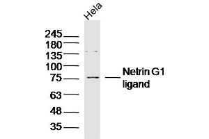 Hela lysates probed with Netrin G1 ligand Polyclonal Antibody, Unconjugated  at 1:300 dilution and 4˚C overnight incubation. (LRRC4C Antikörper  (AA 561-640))