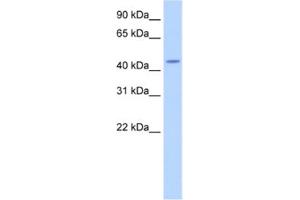 Western Blotting (WB) image for anti-tRNA Nucleotidyl Transferase, CCA-Adding, 1 (Trnt1) antibody (ABIN2462261) (Trnt1 Antikörper)