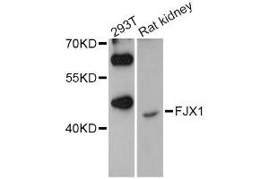 Western blot analysis of extracts of various cell lines, using FJX1 Antibody (ABIN5996629) at 1/1000 dilution. (FJX1 Antikörper)