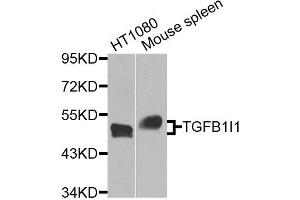 Western blot analysis of extracts of HT1080 and Mouse spleen cells, using TGFB1I1 antibody. (TGFB1I1 Antikörper)