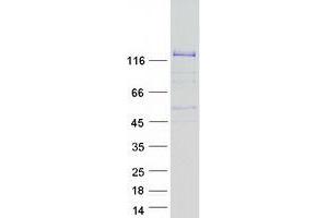 Western Blotting (WB) image for FERM, RhoGEF (ARHGEF) and Pleckstrin Domain Protein 1 (Chondrocyte-Derived) (FARP1) (Transcript Variant 1) protein (Myc-DYKDDDDK Tag) (ABIN2720873)