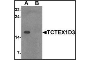 Western blot analysis of TCTEX1D3 in EL4 cell lysate with TCTEX1D3 at 1 ug/mL in (A) the absence and (B) the presence of blocking peptide. (TCTE3 Antikörper  (N-Term))
