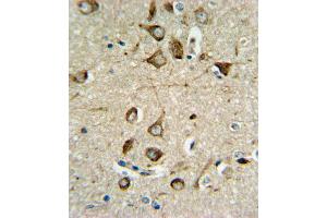 ASMT Antibody IHC analysis in formalin fixed and paraffin embedded brain tissue followed by peroxidase conjugation of the secondary antibody and DAB staining. (ASMT Antikörper  (AA 212-241))