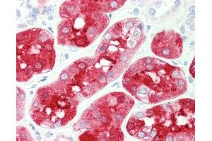 Anti-BHMT antibody IHC staining of human kidney. (BHMT Antikörper)
