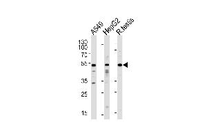 Western blot analysis of lysates from A549,HepG2 cell line and rat testis tissue (from left to right),using ACVR1 Antibody (N-term) (ABIN391155 and ABIN2841265).