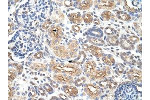 AUH antibody was used for immunohistochemistry at a concentration of 4-8 ug/ml to stain Epithelial cells of renal tubule (arrows) in Human Kidney. (AUH Antikörper  (C-Term))
