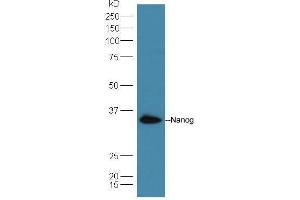 Lane 1: A549 cell lysates probed with Rabbit Anti-Nanog Polyclonal Antibody, Unconjugated  at 1:5000 for 90 min at 37˚C. (Nanog Antikörper  (AA 71-170))