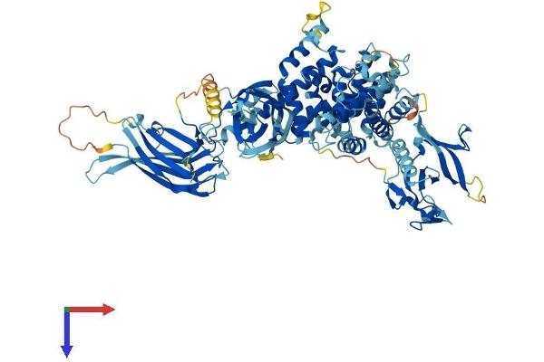 RASA3 Protein (AA 1-834) (His tag)