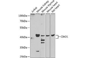 Western blot analysis of extracts of various cell lines, using CI antibody (ABIN6130236, ABIN6138617, ABIN6138618 and ABIN6223206) at 1:1000 dilution. (CIAO1 Antikörper  (AA 1-339))