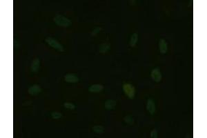 Immunofluorescent staining of HeLa cells using anti-HNF6 mouse monoclonal antibody (ABIN2452681). (ONECUT1 Antikörper  (AA 85-198))